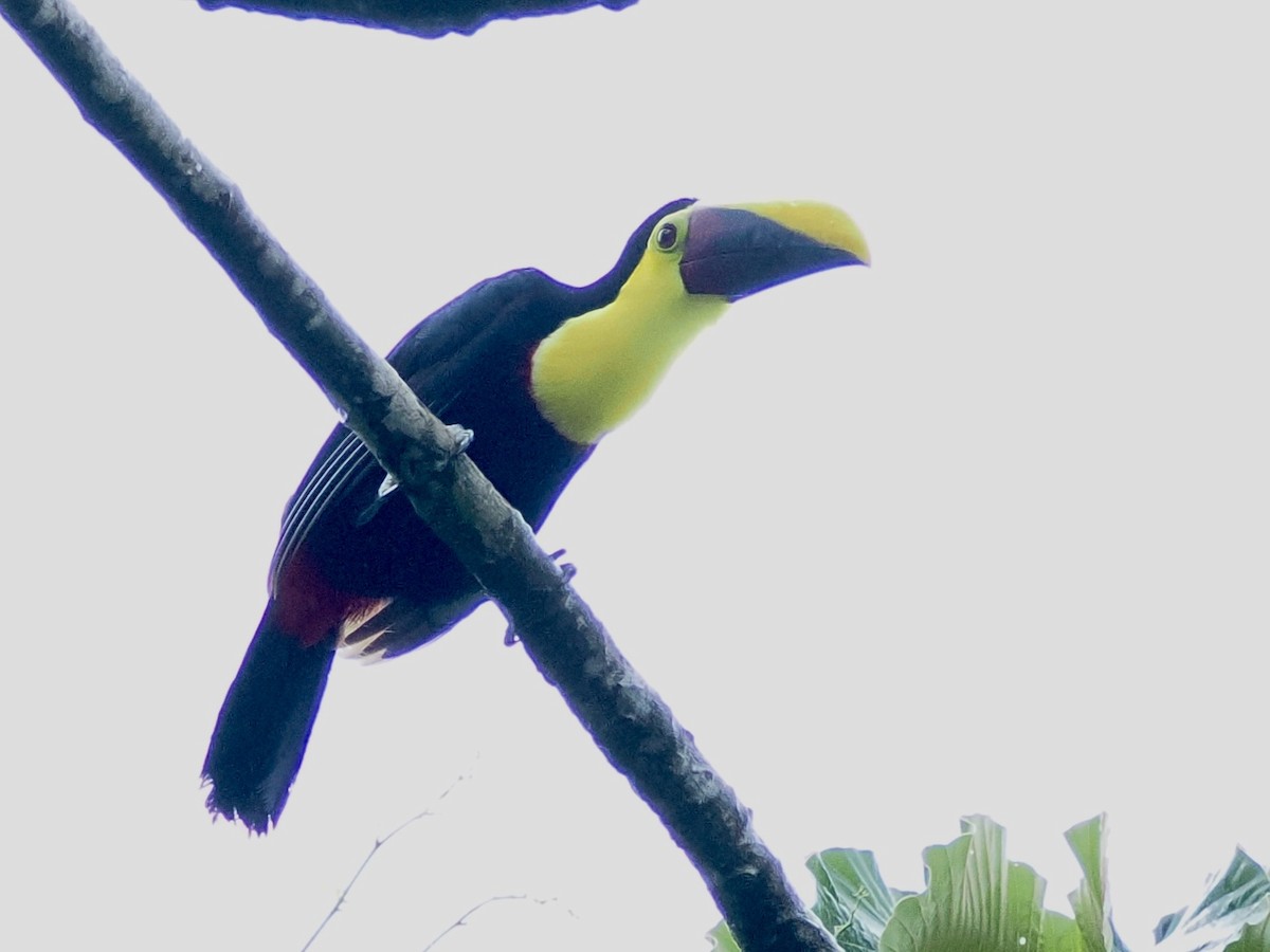 Yellow-throated Toucan - ML646992741