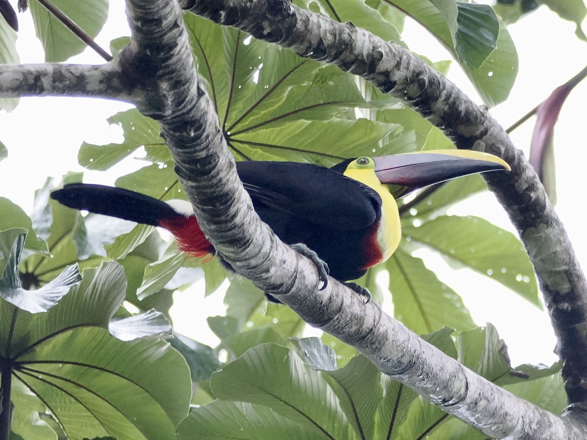Yellow-throated Toucan - ML646992743