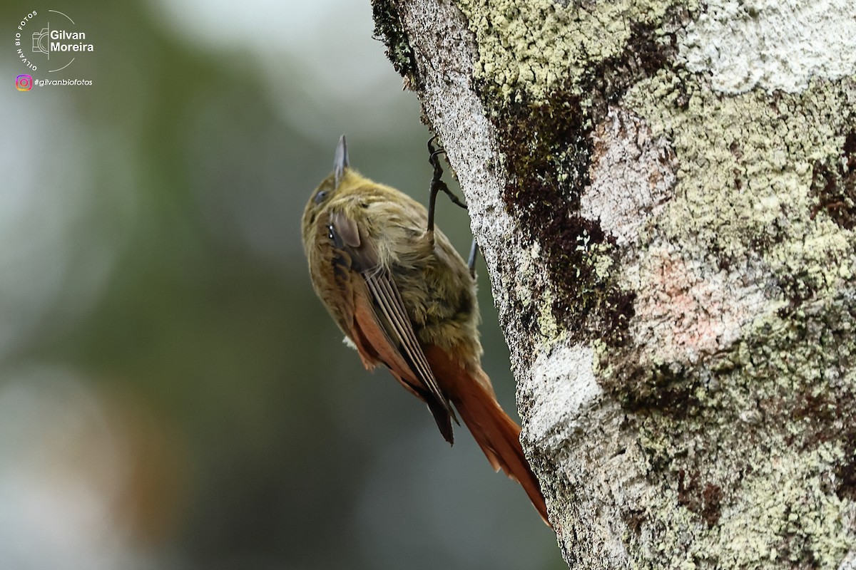Olivaceous Woodcreeper - ML646992744