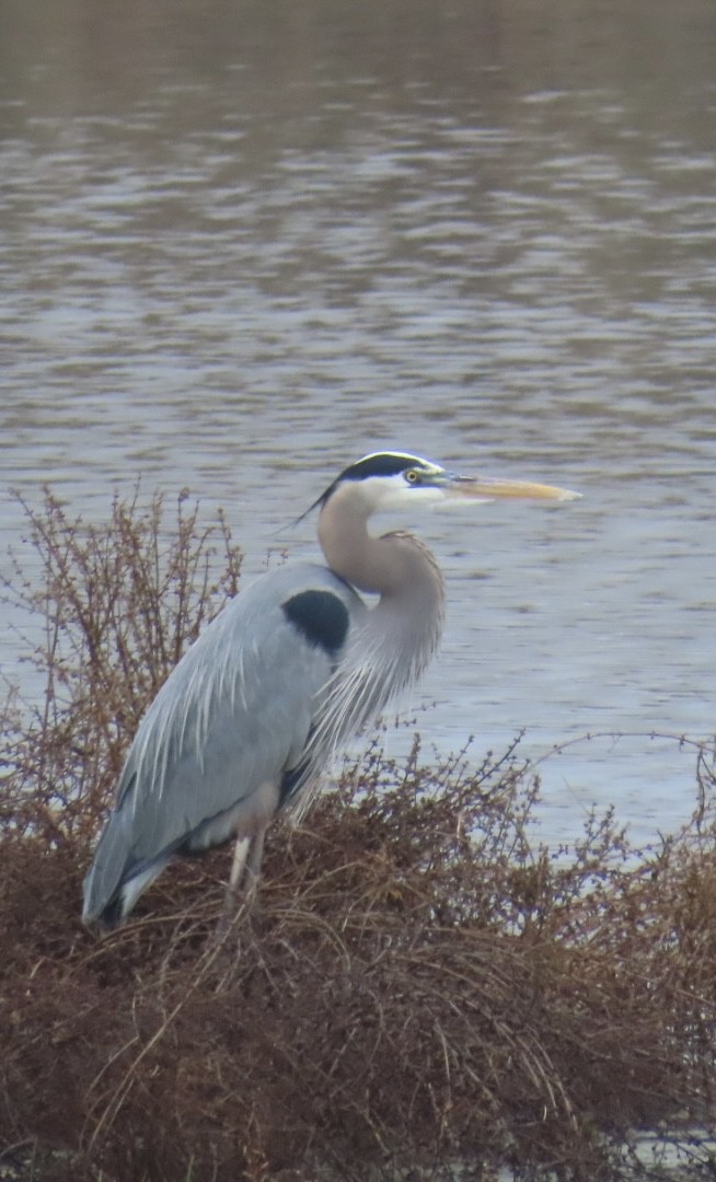 Great Blue Heron - ML646992745