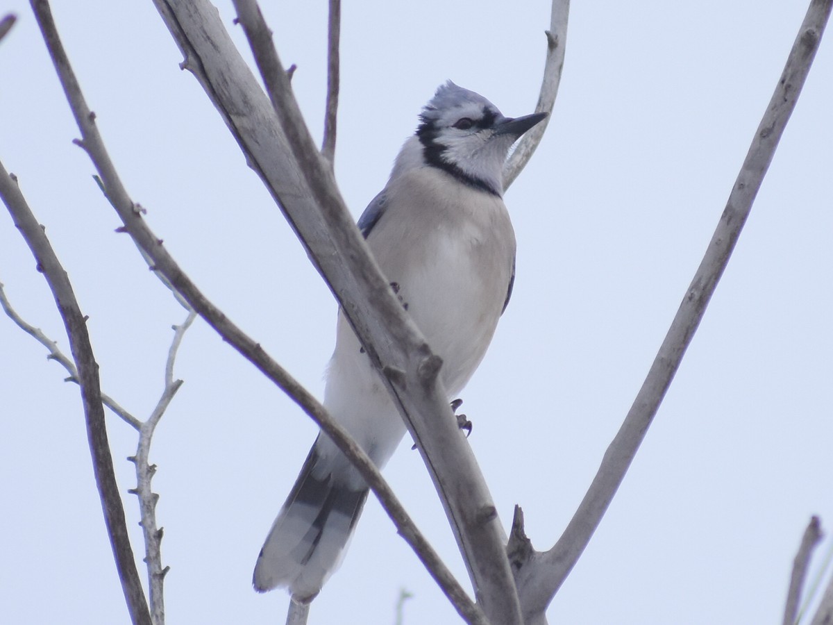 Blue Jay - ML646992746