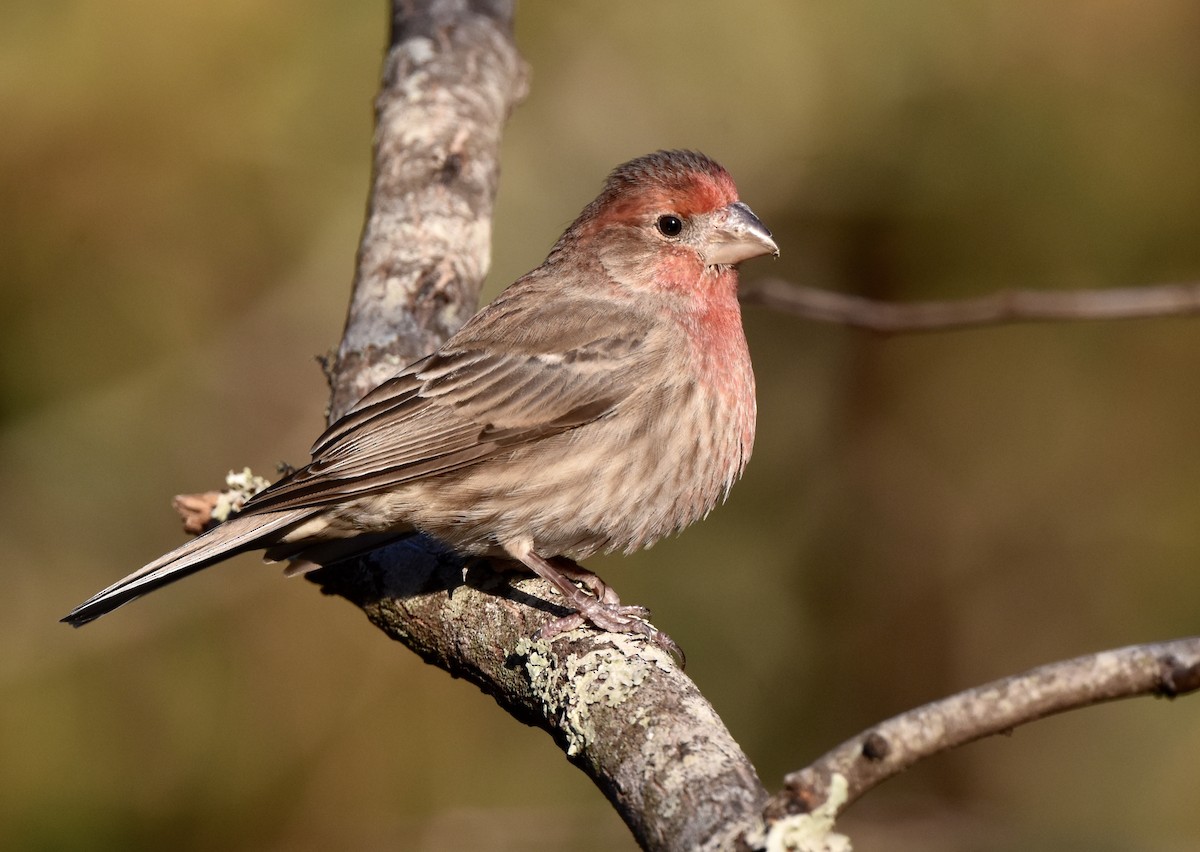 House Finch - ML646992748