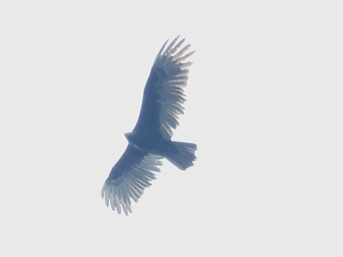 Turkey Vulture - ML646992751