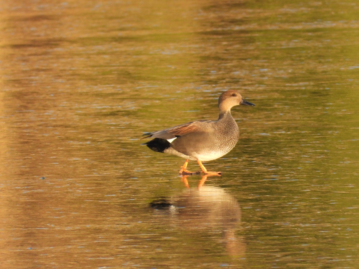 Gadwall - ML646992752