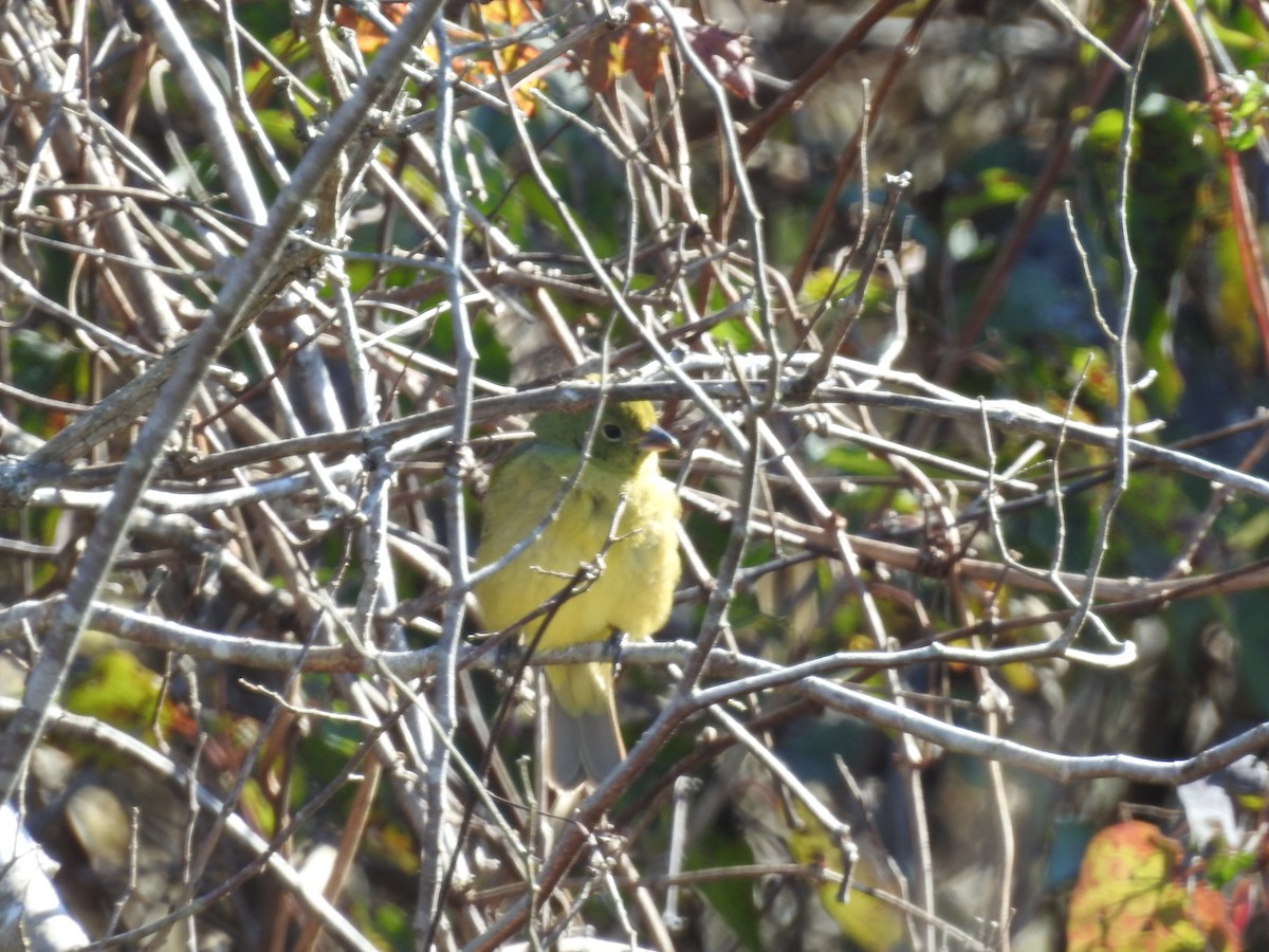 Papstfink - ML646992753