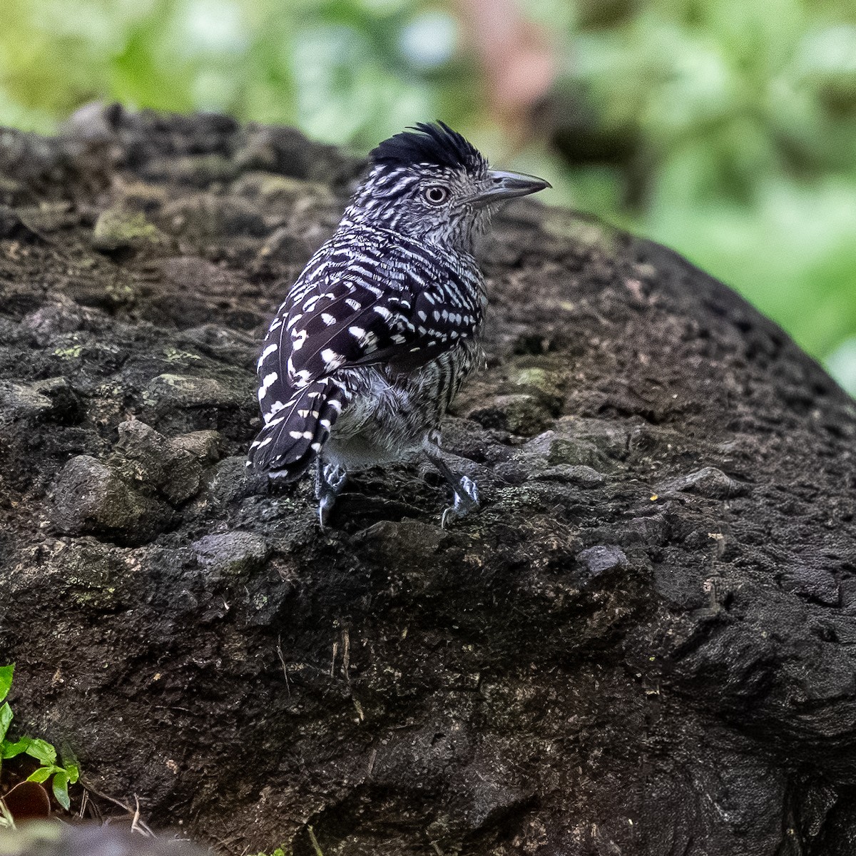 Barred Antshrike - ML646992754