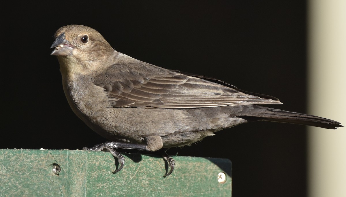 Brown-headed Cowbird - ML646992758