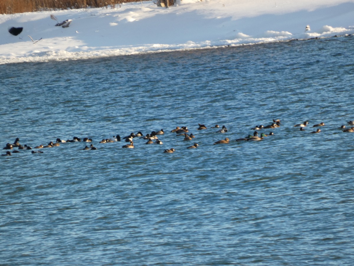 Greater Scaup - ML646992759