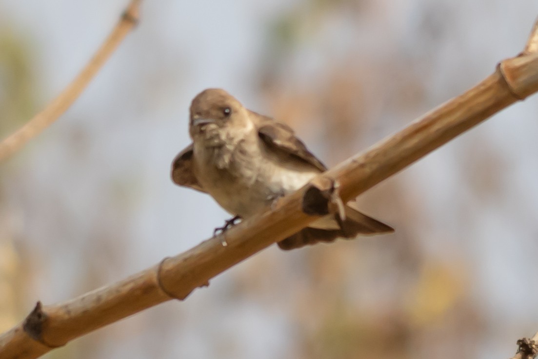 Northern Rough-winged Swallow - ML646992761