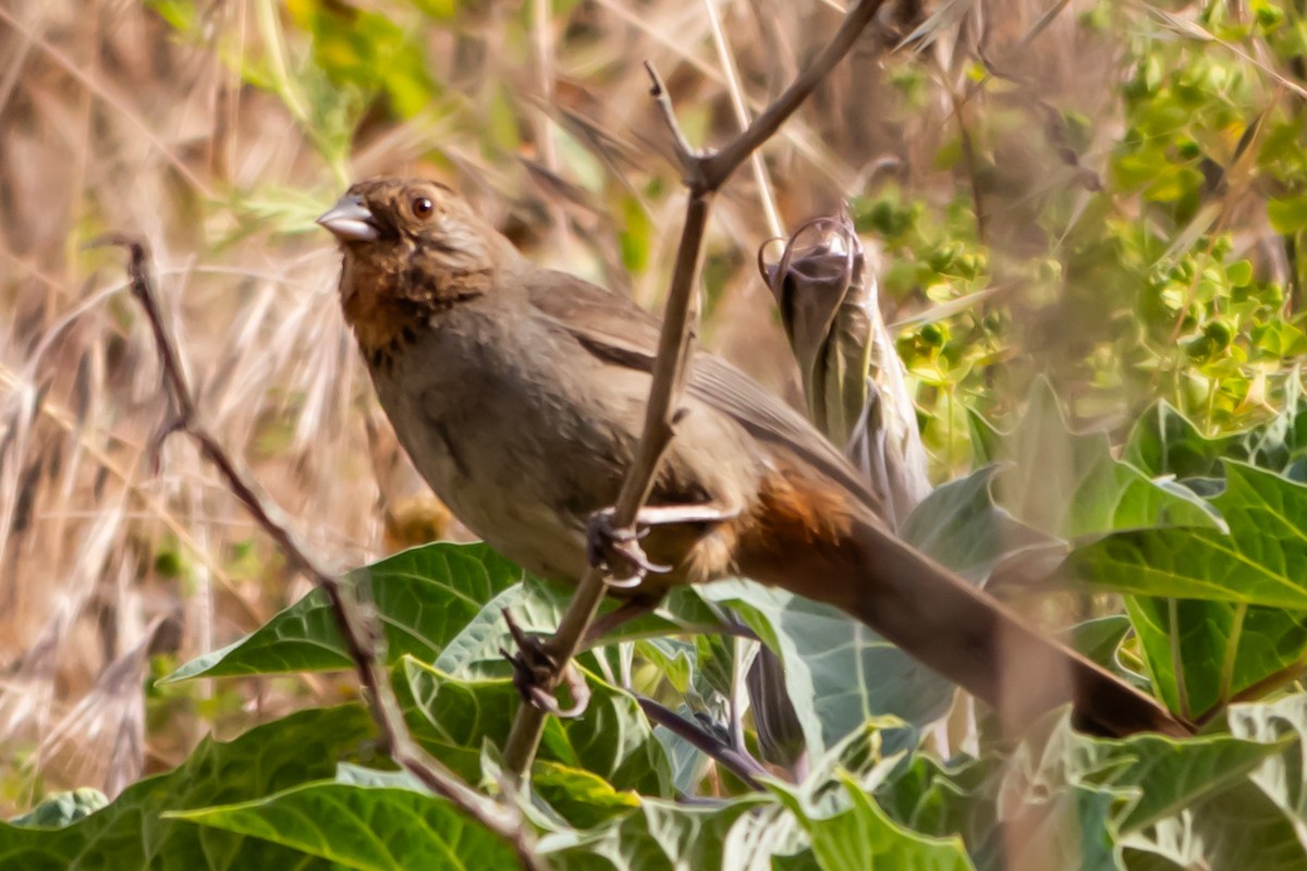 California Towhee - ML646992762