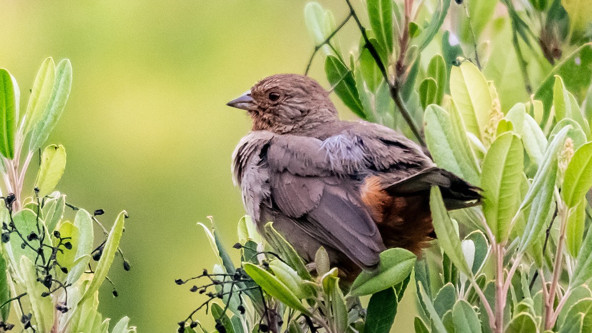 California Towhee - ML646992763