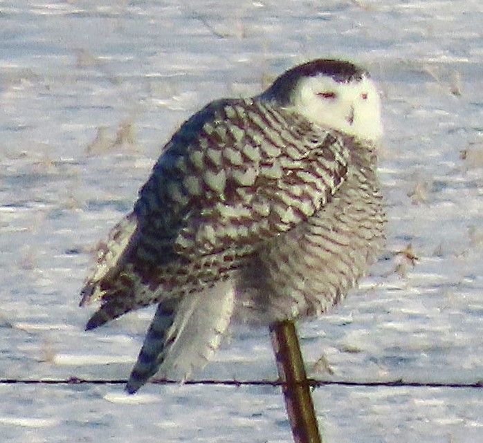 Snowy Owl - ML646992764
