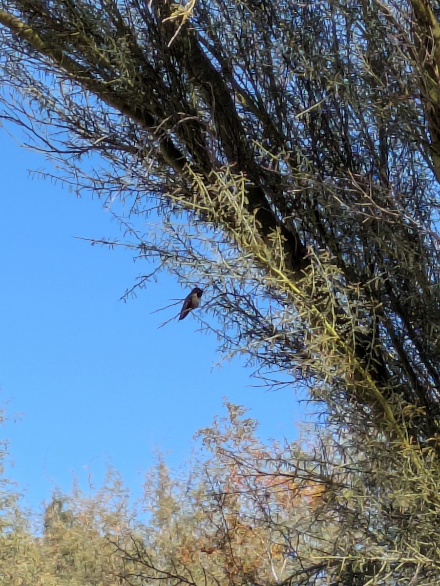 Costa's Hummingbird - ML646992768