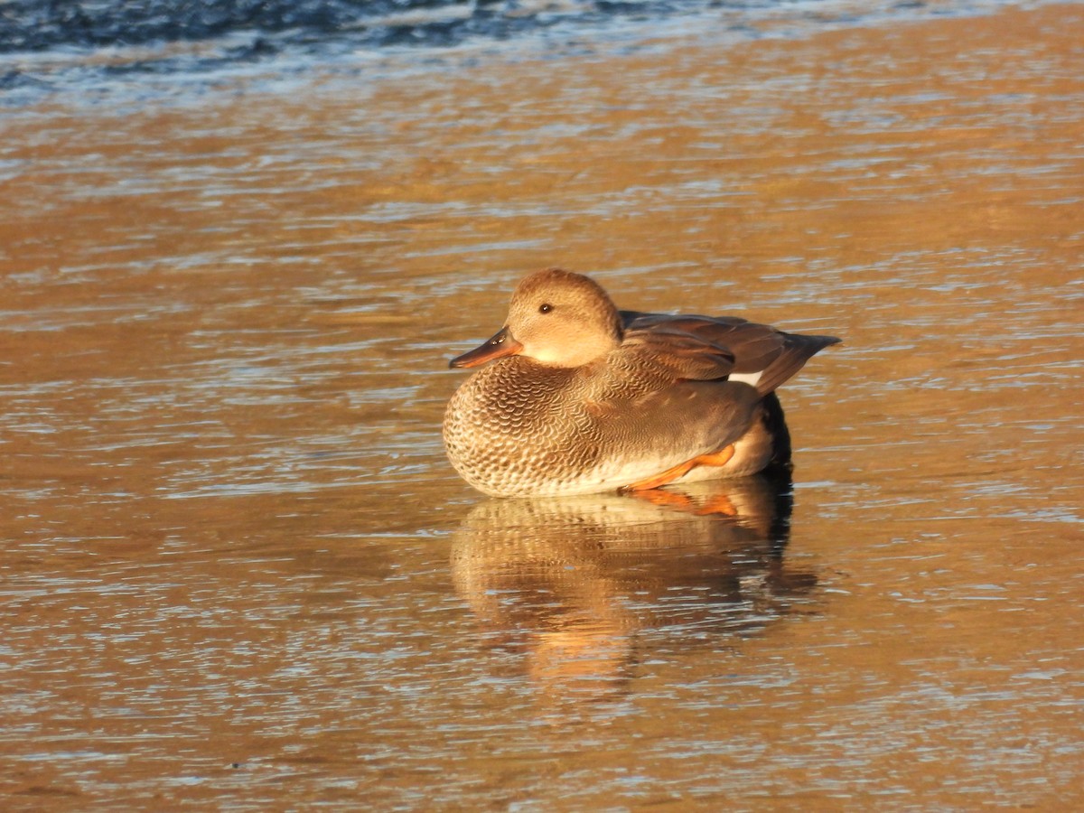 Canard chipeau - ML646992769