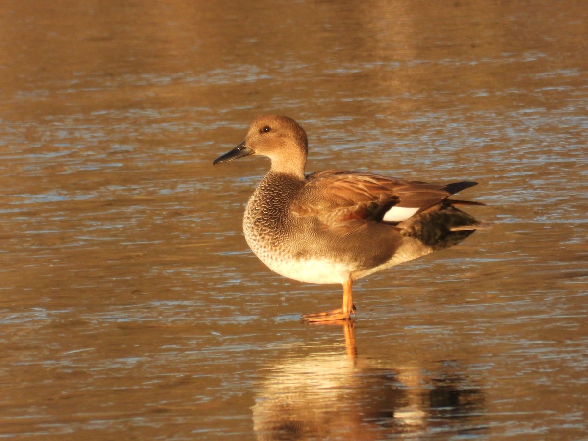 Canard chipeau - ML646992770