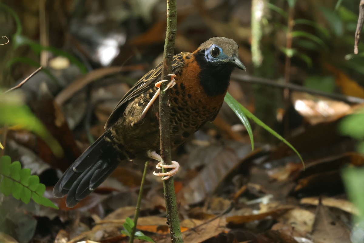 blåmaskemaurvokter - ML646992774