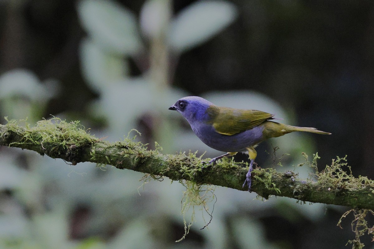 Blue-capped Tanager - ML646992775
