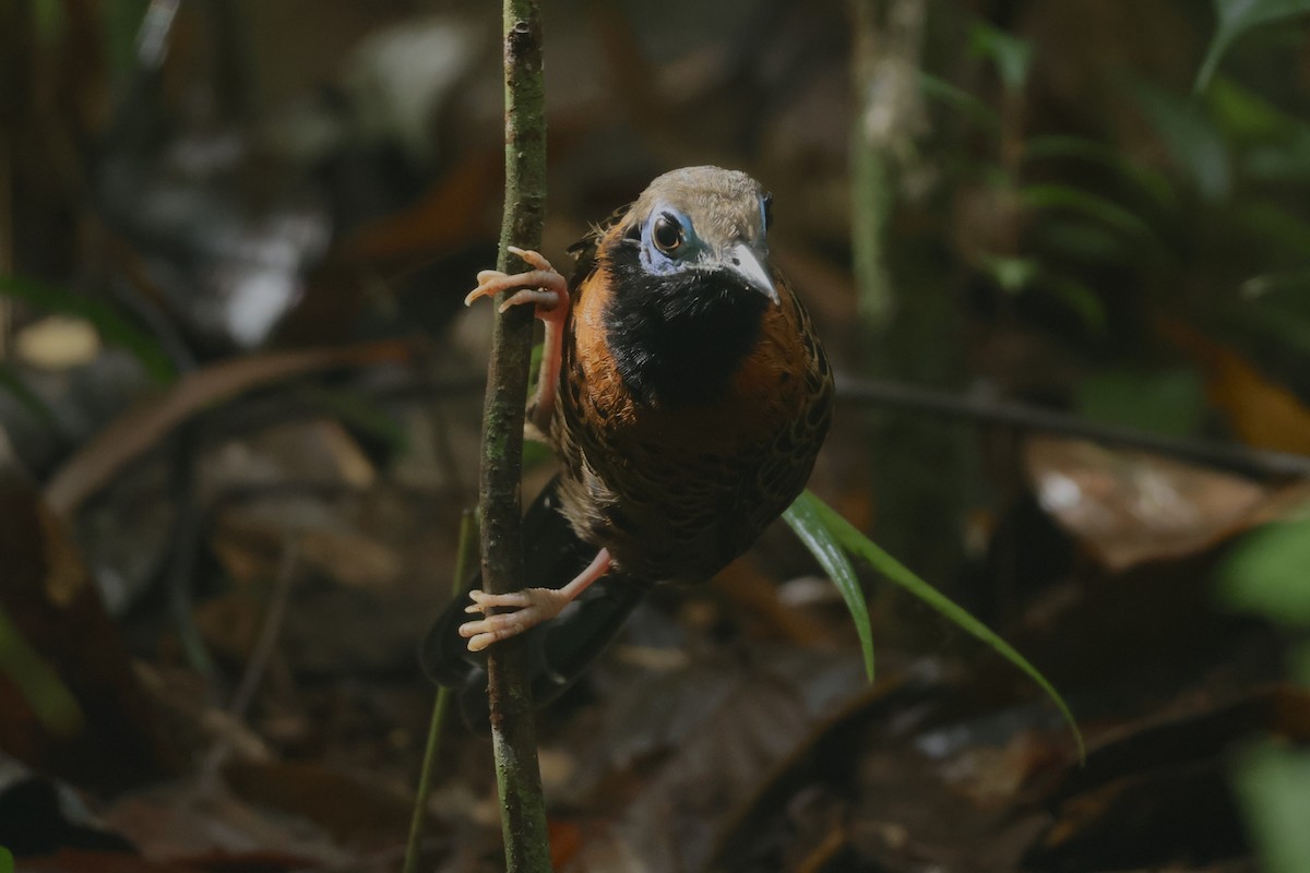 blåmaskemaurvokter - ML646992778