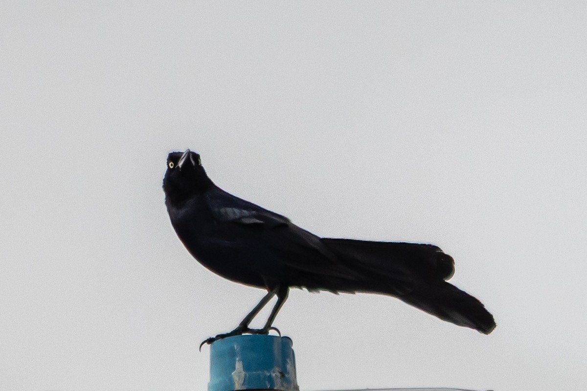 Great-tailed Grackle - ML646992779