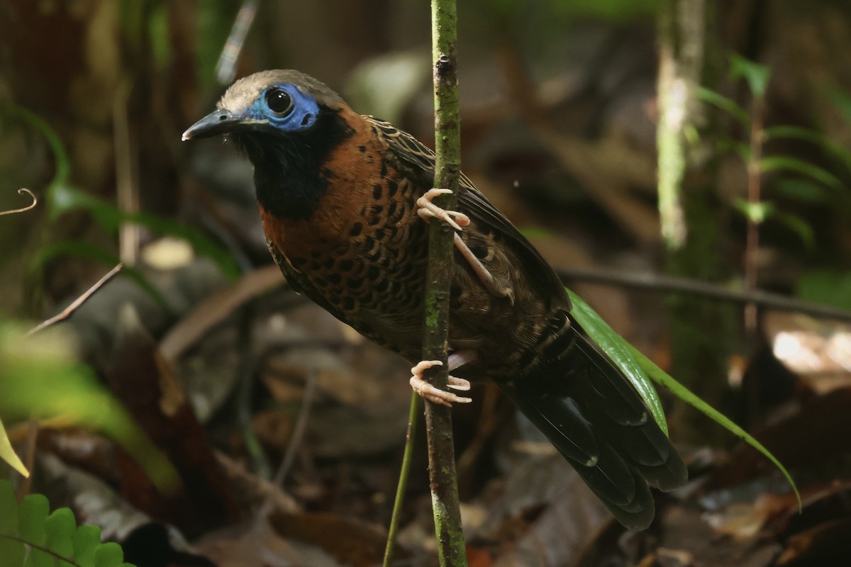 blåmaskemaurvokter - ML646992786