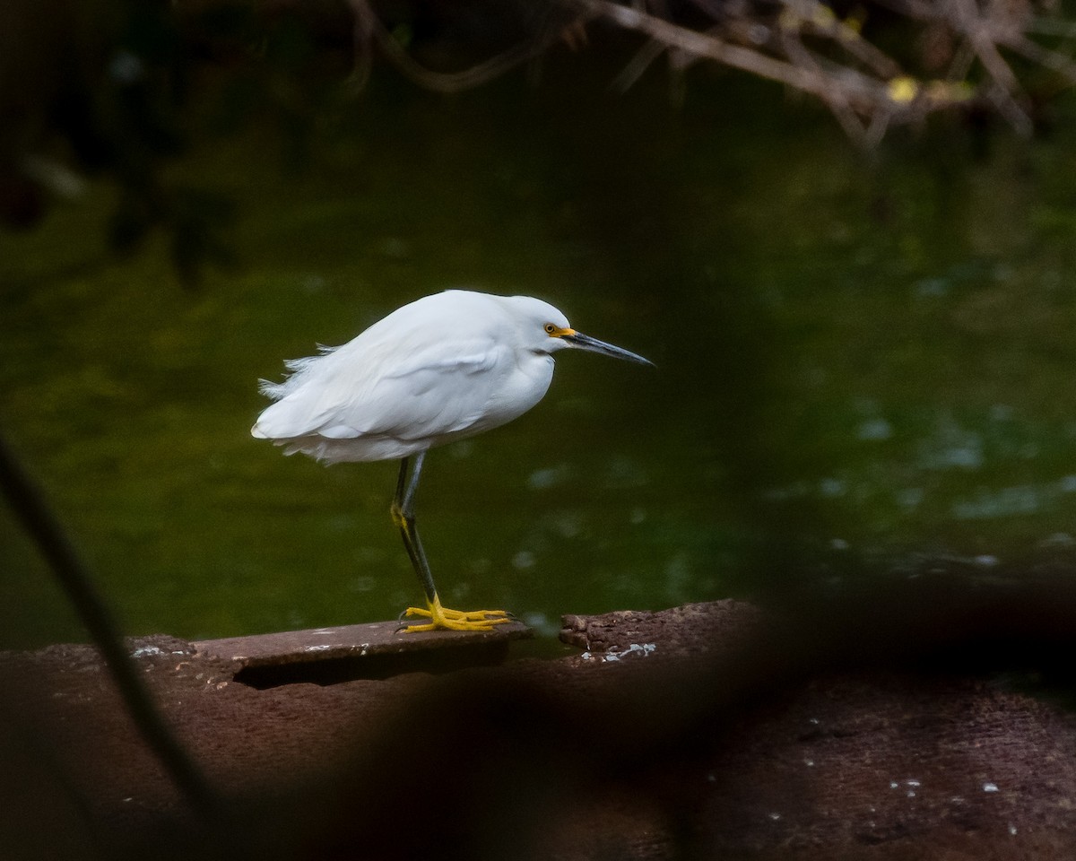 ユキコサギ - ML646992788