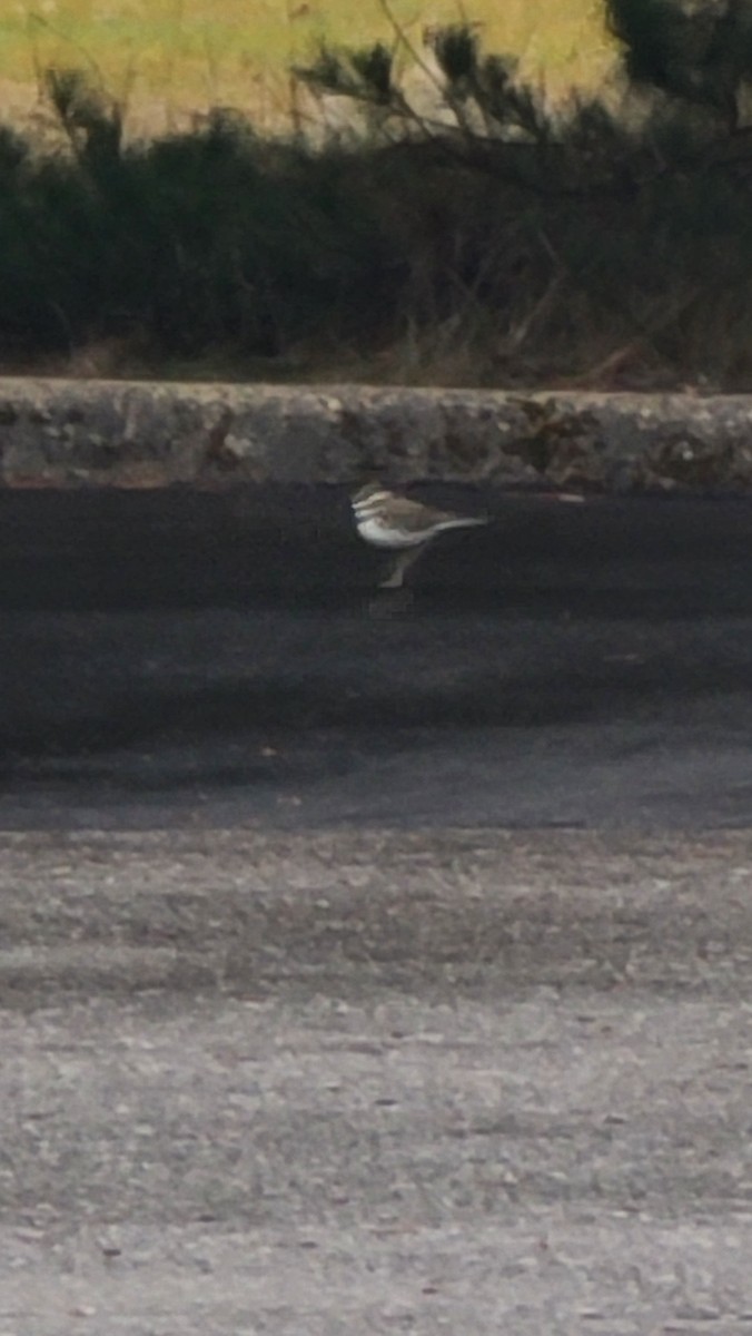 フタオビチドリ - ML646992789