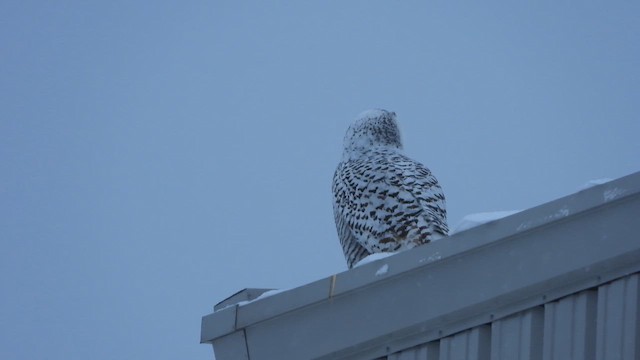 לילית שלג - ML646992791