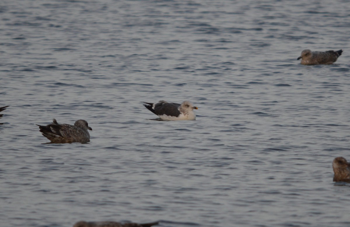 Lesser Black-backed Gull - ML646992792