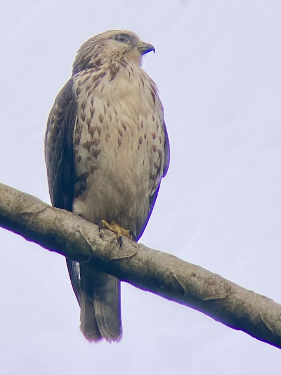 Канюк ширококрилий - ML646992794