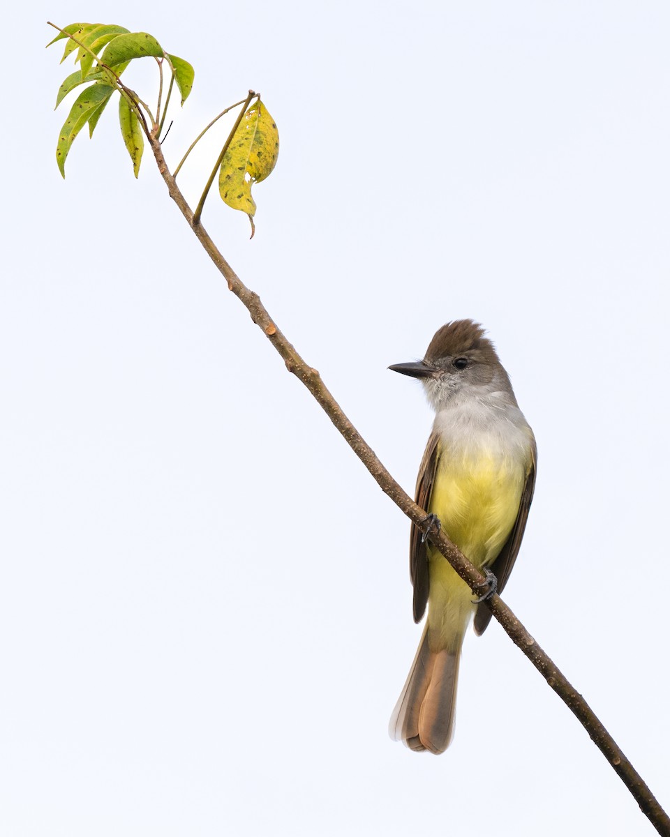 brunstenktyrann (cooperi gr.) - ML646992795