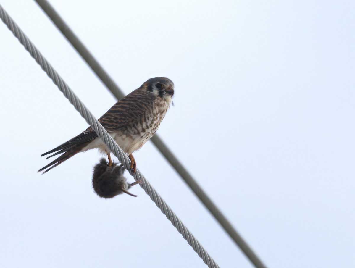 Боривітер американський - ML646992796