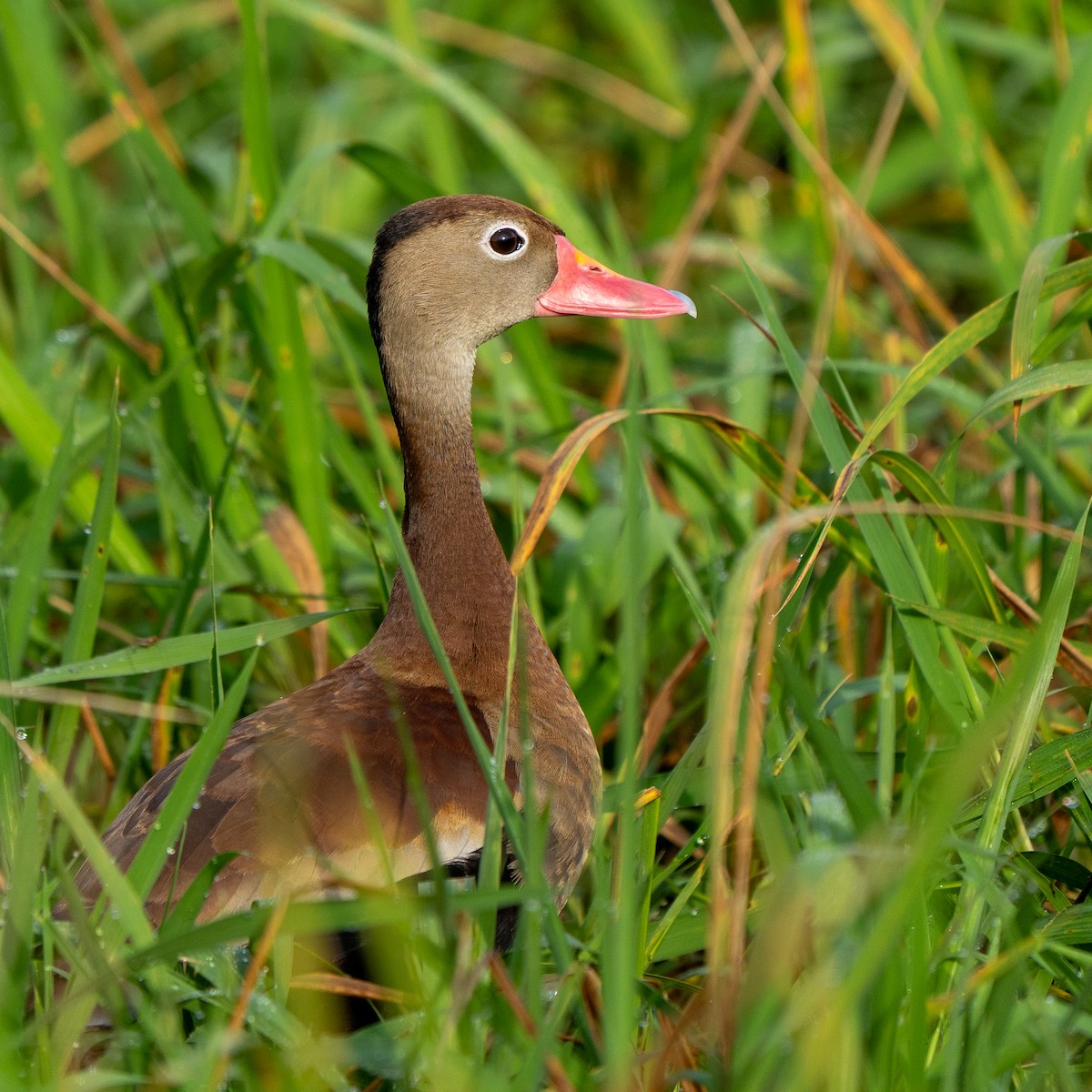 Kara Karınlı Islıkçı Ördek - ML646992799
