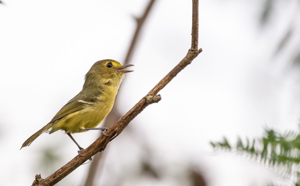 mangrovevireo - ML646992800