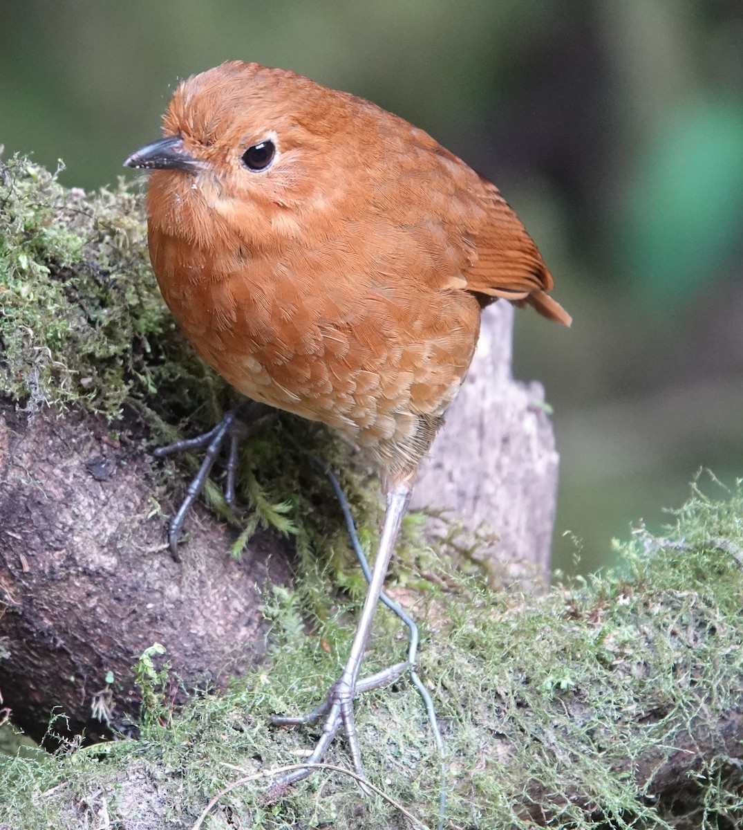 Equatorial Antpitta - ML646992801