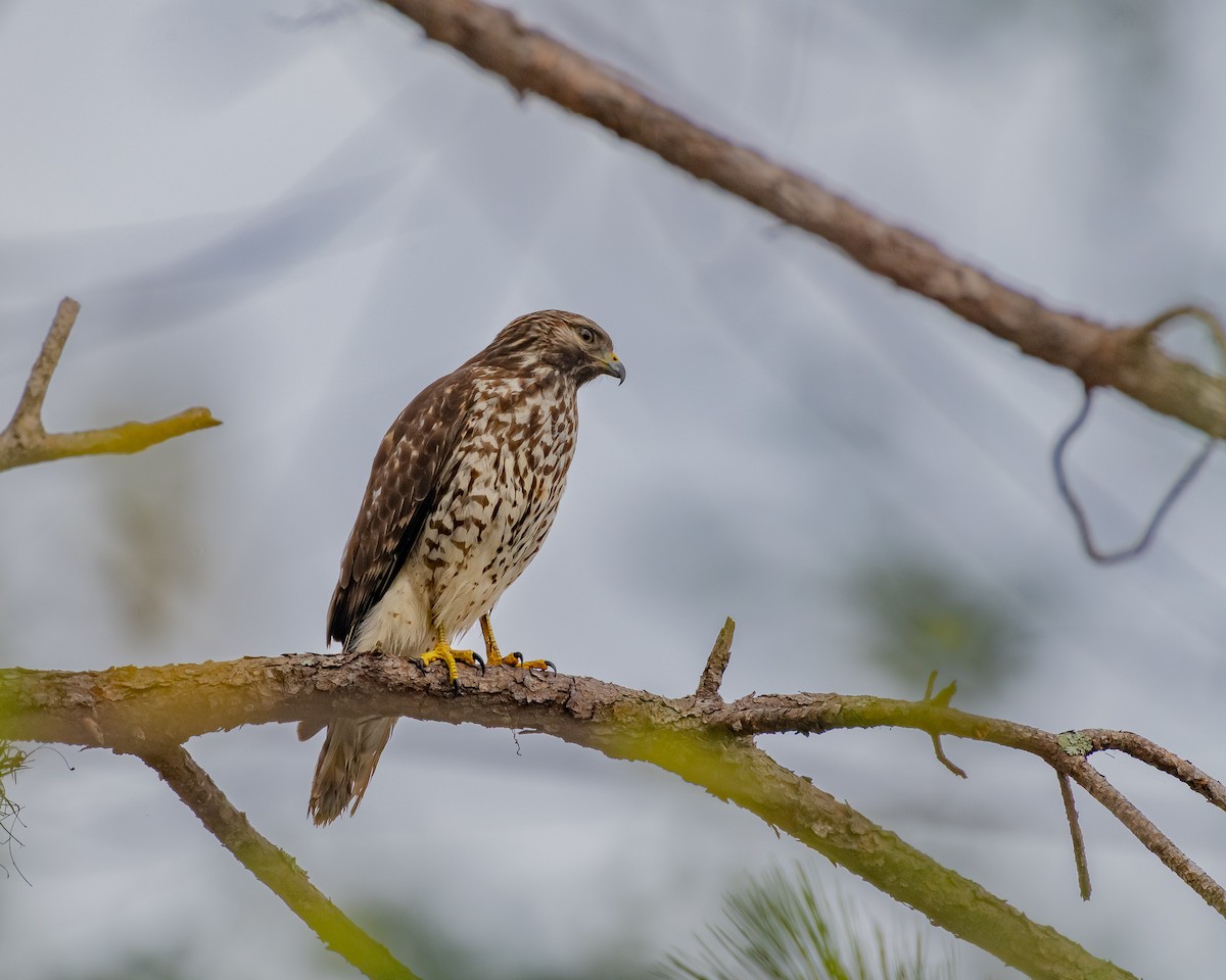 Красноплечий канюк - ML646992802