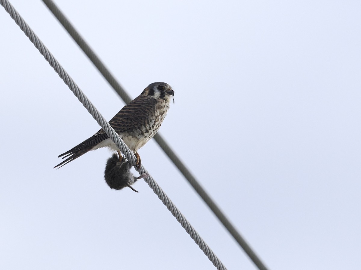 Боривітер американський - ML646992803