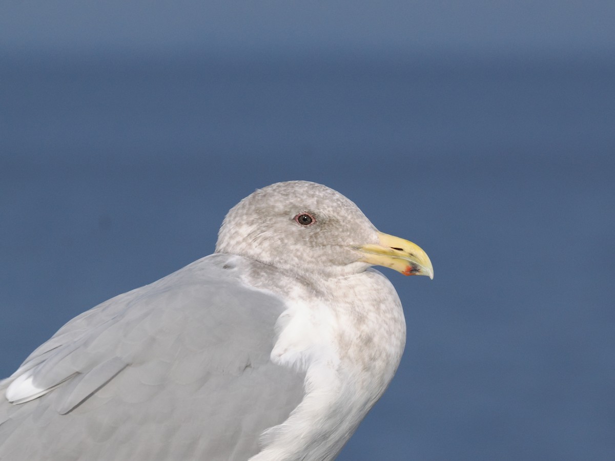 Western x Glaucous-winged Gull (hybrid) - ML646992807