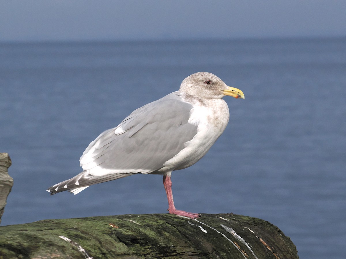 Western x Glaucous-winged Gull (hybrid) - ML646992808