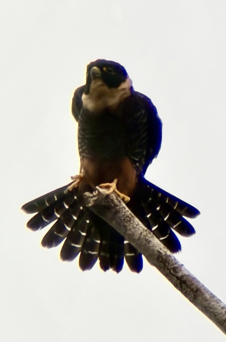 Bat Falcon - ML646992810