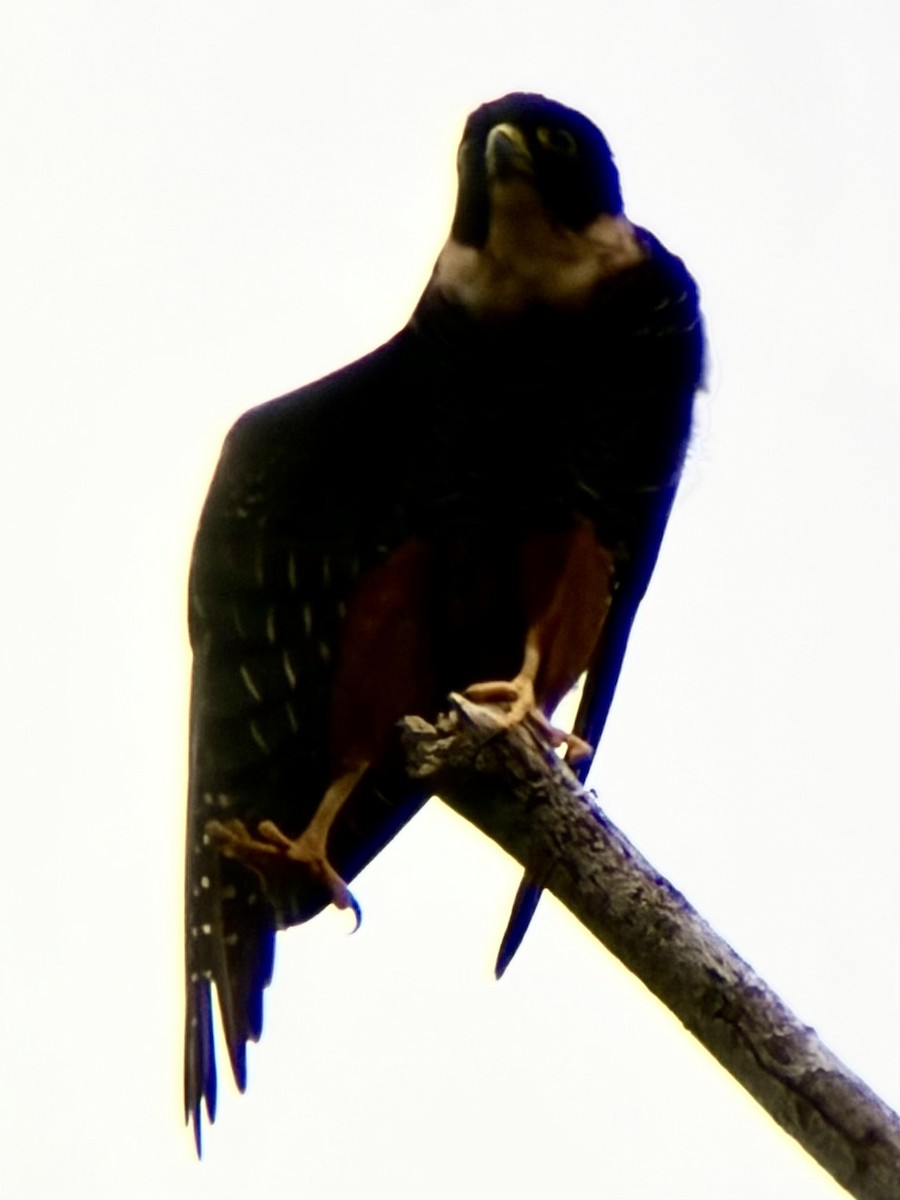 Bat Falcon - ML646992811