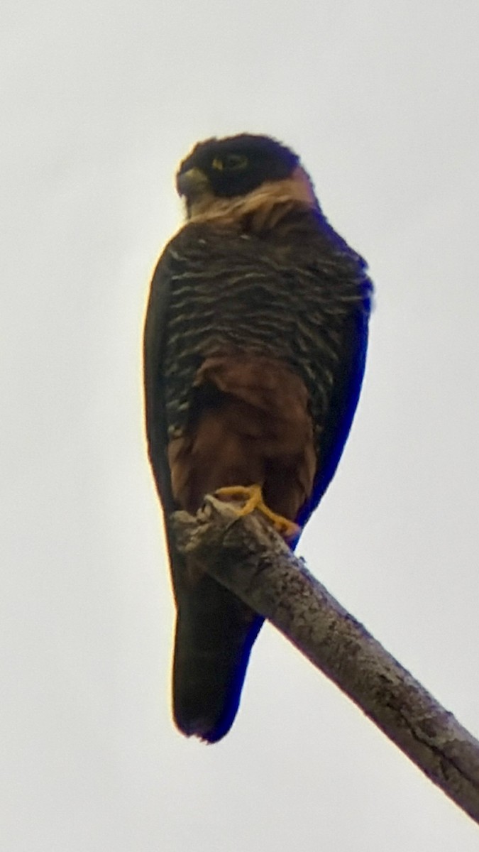 Bat Falcon - ML646992812