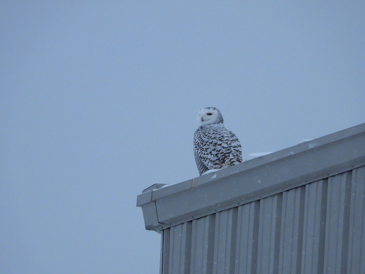 לילית שלג - ML646992819