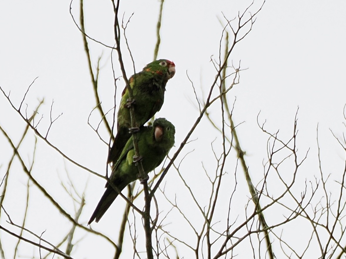 Аратинга червонолобий - ML646992820