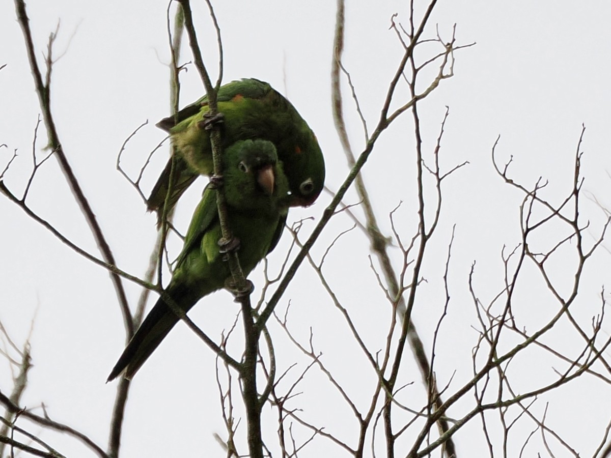 Аратинга червонолобий - ML646992821