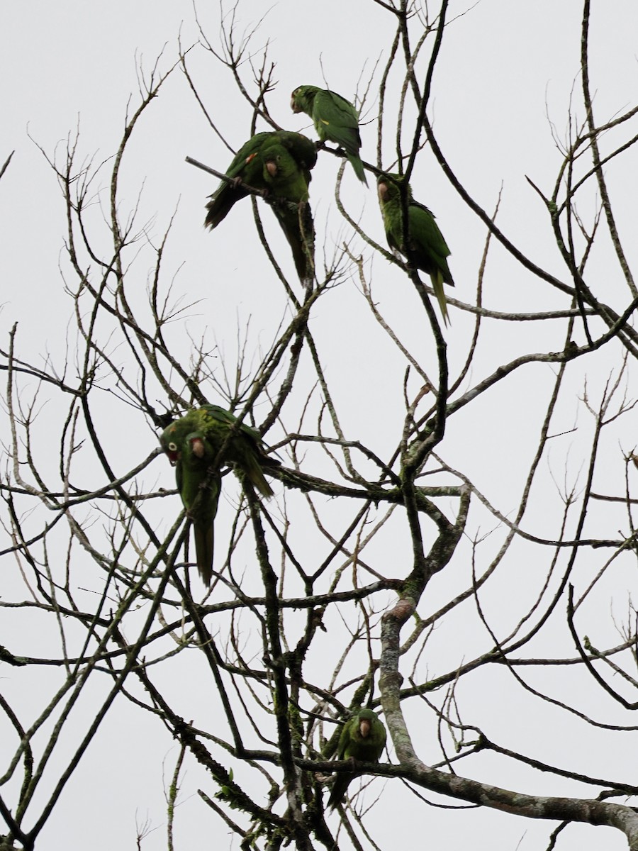 Аратинга червонолобий - ML646992822