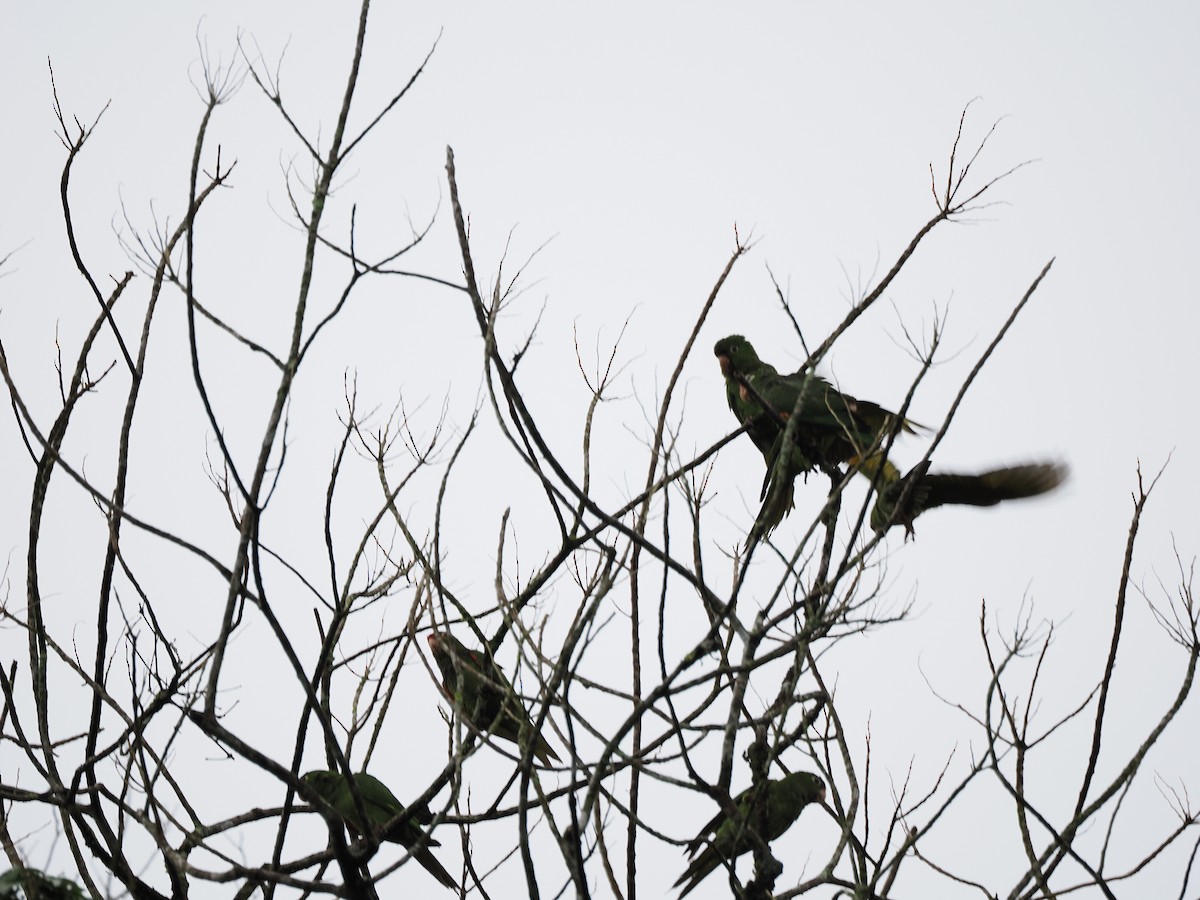 Аратинга червонолобий - ML646992823