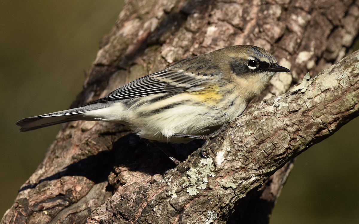 Yellow-rumped Warbler (Myrtle) - ML646992824