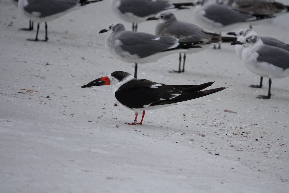 Amerikascherenschnabel - ML646992825