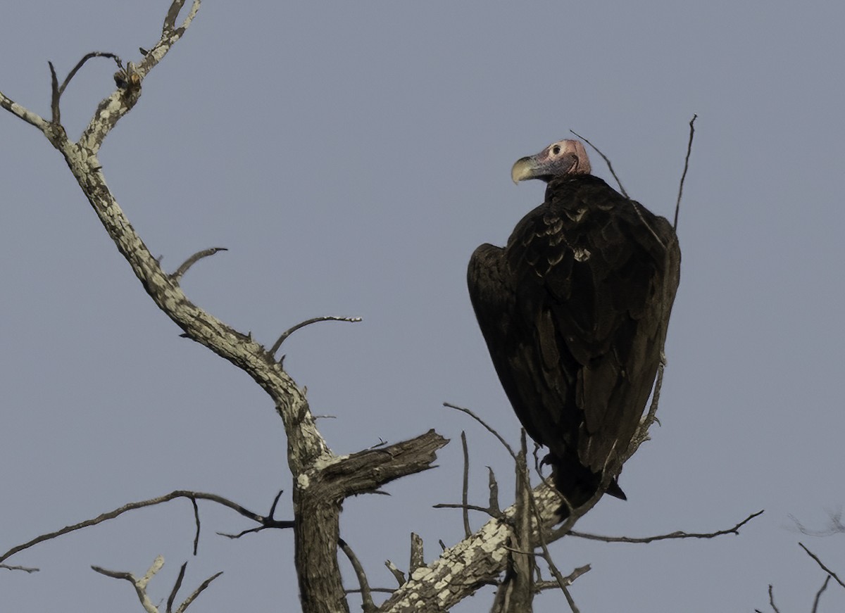 Lappet-faced Vulture - ML646992827