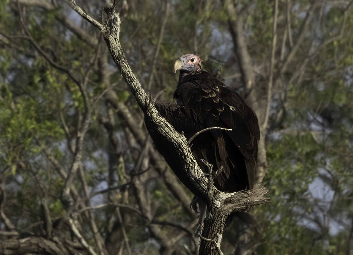 Lappet-faced Vulture - ML646992828